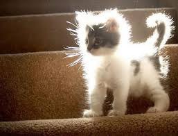 Szerinted világít ez a cica igazából ?