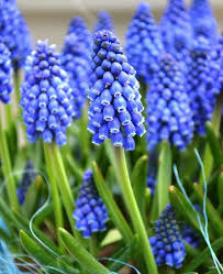 Donnez le nom usuel et le nom botanique de cette fleur ?