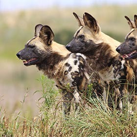 Les lycaons et les hyènes sont génétiquement très près des loups.