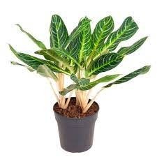 Donnez le nom usuel de cette plante ?