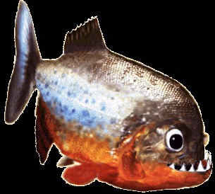 Comment s'appelle ce poisson ?