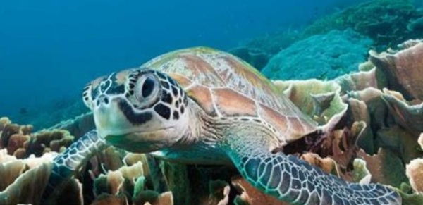 Quelle caractéristique physique la tortue marine possède-t-elle ?