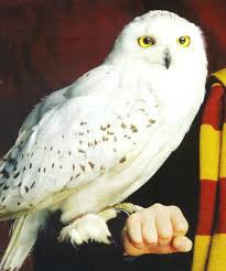 Comment s'appelle la chouette que Hagrid offre à Harry pour son anniversaire dans l'école des sorciers ?