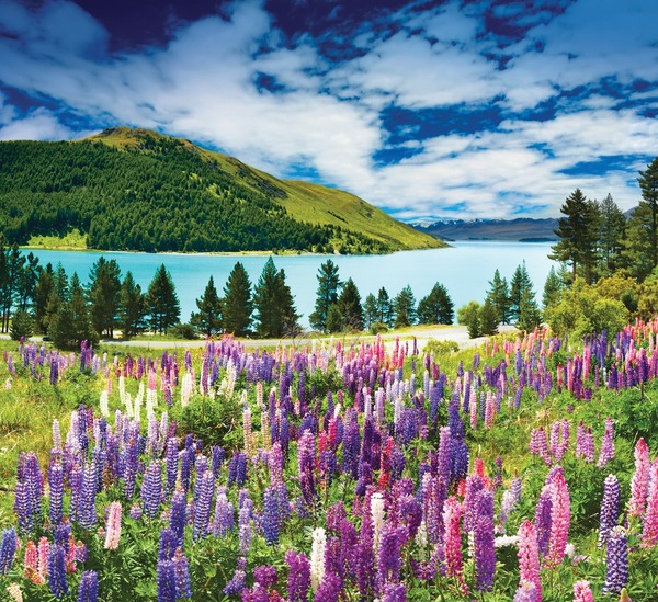 20% de la flore que l'on trouve en Nouvelle-Zélande n'existe nulle part ailleurs