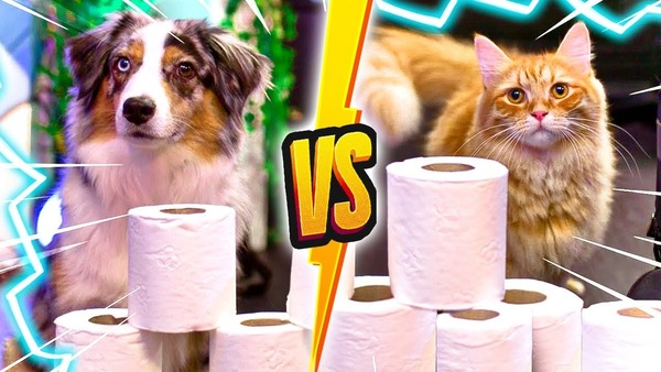 Lequel de ces deux animaux est le plus populaire dans le monde : le chien ou le chat ?
