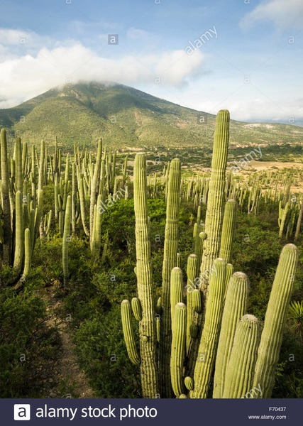 Quelle vallée est l'un des plus riches sites de cactus dans le monde ?