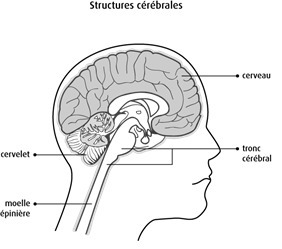 L’encéphale comprend une tige qui tient le cerveau, lui-même formé de 3 parties : le bulbe rachidien, le pont et le mésencéphale. À l’arrière du tronc cérébral se trouve le cervelet.