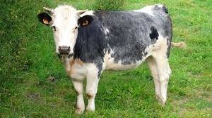 Quelle est cette race de vache ?