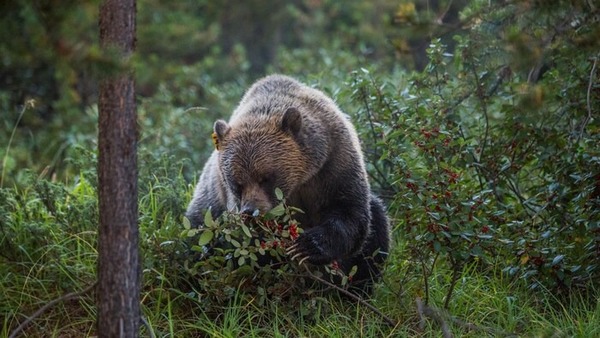 En automne, chaque jour, combien d'heures un ours consacre-t-il à chercher de la nourriture ?