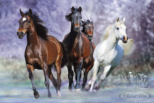A quelle espèce appartiennent les chevaux ?