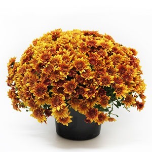 Donnez le nom usuel, le nom botanique et la famille de cette plante :