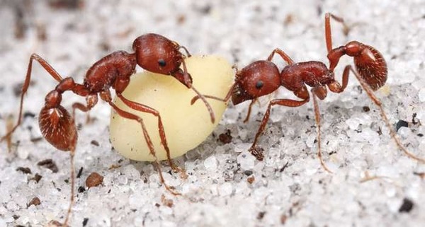 Chez les fourmis, comment appelle-t-on les femelles aptères et stériles ?