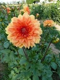 Comment s'appelle cette jolie fleur ?