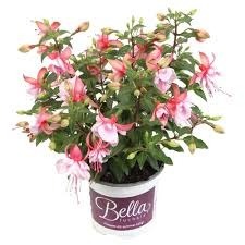 Donnez le nom usuel, le nom botanique et la famille de cette plante ?