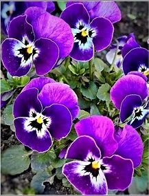 Ces fleurs sont :