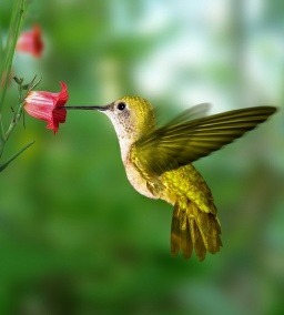 Par quel autre nom peut être appelé le colibris ?