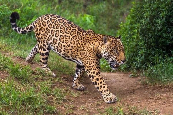 Trouvez la solution en identifiant cet animal sud-américain !