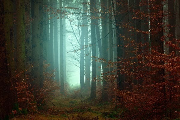 Dans quel état une forêt de pins serait hantée ?