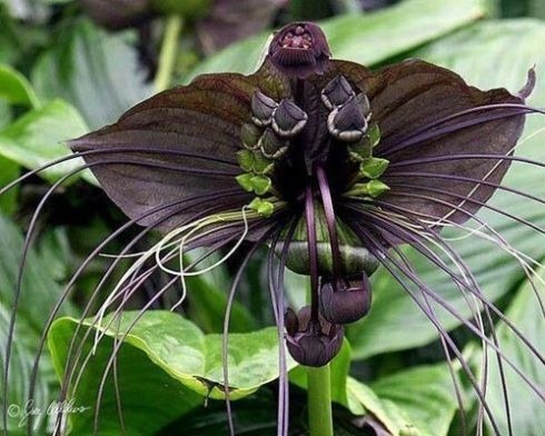 C'est une orchidée :