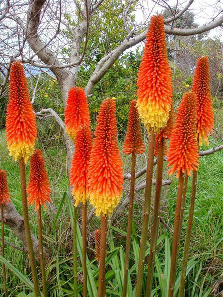 Donnez le nom usuel de cette fleur ?