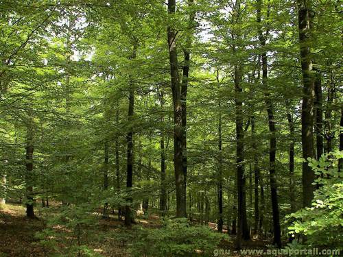 Quelle forêt trouve-t-on dans Robin des bois ?