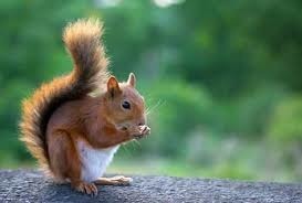 Quel arbre est particulièrement apprécié des écureuils pour les fruits qu'il produit ?