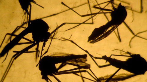 Which treatment is controversial about virus Zika ?