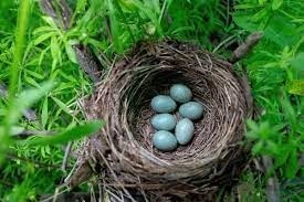 Chez les oiseaux, les œufs sont parfois ronds et symétriques, parfois ovales et asymétriques. Comment s’explique cette différence ?