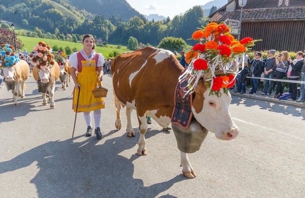 La Bénichon est une tradition populaire du canton de Fribourg qui fête la descente des troupeaux de l'alpage. Comment appelle-t-on cette désalpe ?