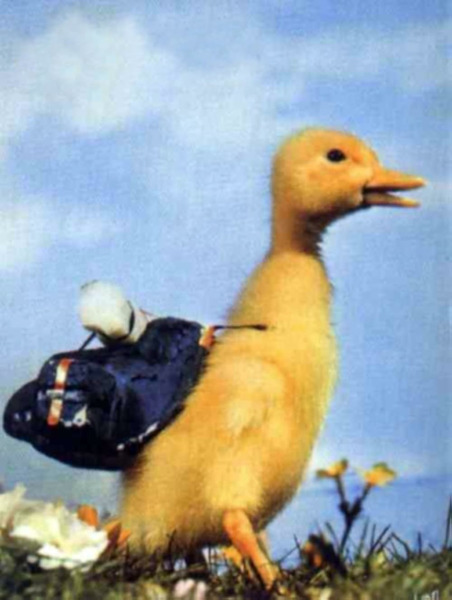 Quel est le nom de ce célèbre canard ?