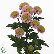 Donnez le nom usuel, le nom botanique et la famille de cette plante :
