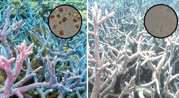 A quoi reconnaît-on qu'un corail meurt ?