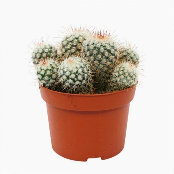 Donnez le nom usuel de cette plante :