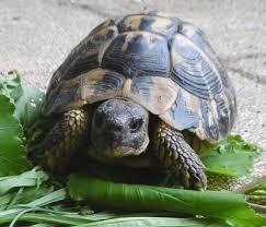 Comment dit-on "tortue" en espagnol ?