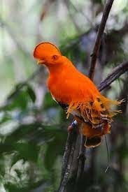 C'est en Guyane que j'ai eu la chance de pouvoir admirer cet oiseau pendant la parade nuptiale des mâles !