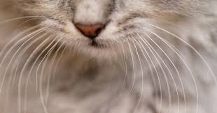 Les moustaches du chat, appelées vibrisses, l’aident à chasser dans le noir.