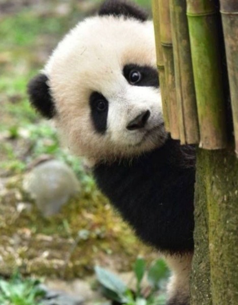 Le panda se nourrit principalement ?