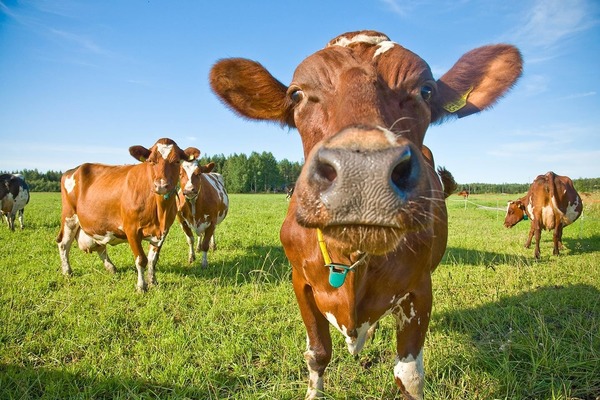 Kuinka pitkään lehmät elää ?