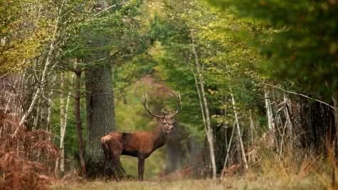 En plus du sanglier, quelle autre espèce est emblématique de la forêt de Chambord ?