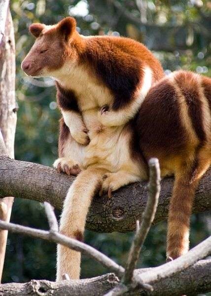 Je vis dans les forêts de Nouvelle-Guinée , on m appelle aussi kangourou arboricole, je suis ?