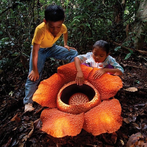 Rafflesia arnoldii est aussi une fleur-cadavre, c'est la plus grande du monde elle pèse 11 kilos mais quel est son diamètre ?