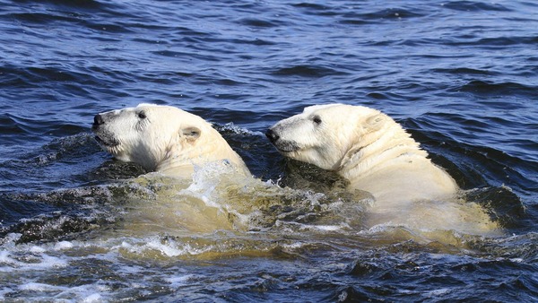 L'ours polaire est un bon nageur :