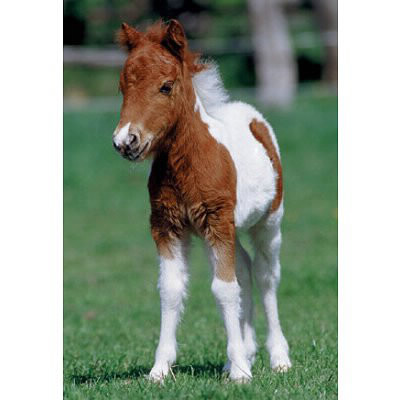 Comment s'appelle le bébé cheval ?
