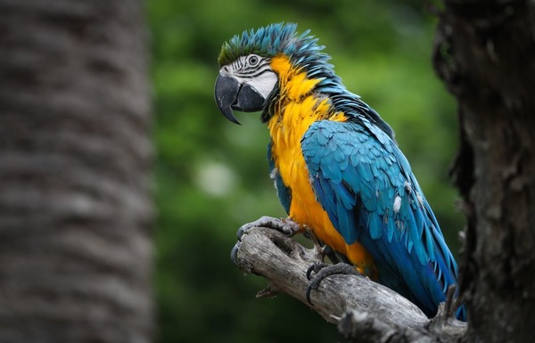 En Amazonie, 38 % des perroquets sont en voie d’extinction.