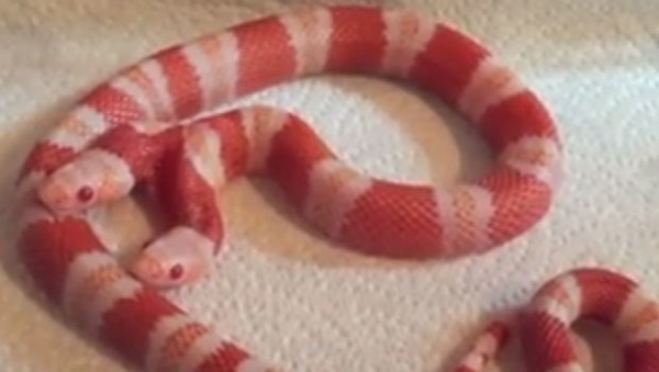 Quel est le nom de ce serpent albinos à deux têtes ?