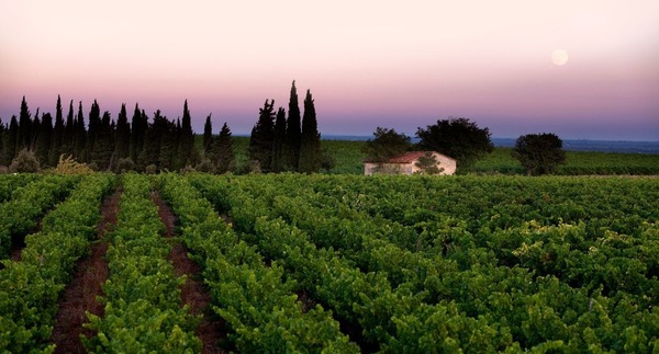 Quel est le vignoble en appellation contrôlée situé au sud de Nîmes ?