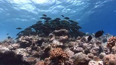 Où le corail construit-il son habitat ?