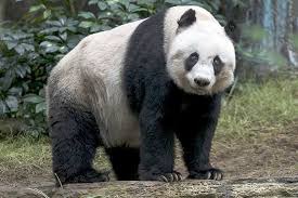 Quel est ce type de panda ?