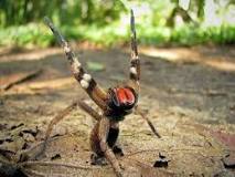 Qual a aranha mais venenosa do mundo ?