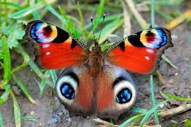 Quelle est l'espérance de vie moyenne d'un papillon ?